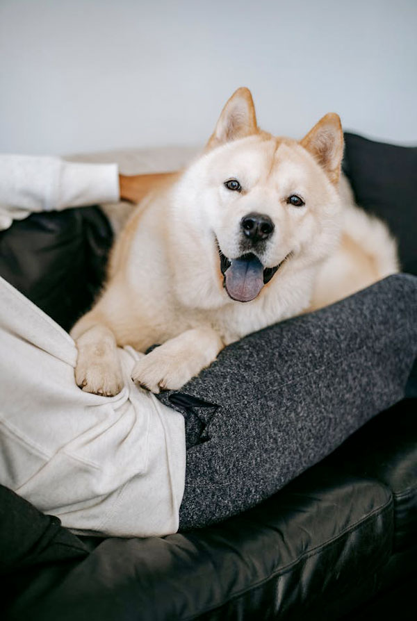 Activités physiques chiot Kishu