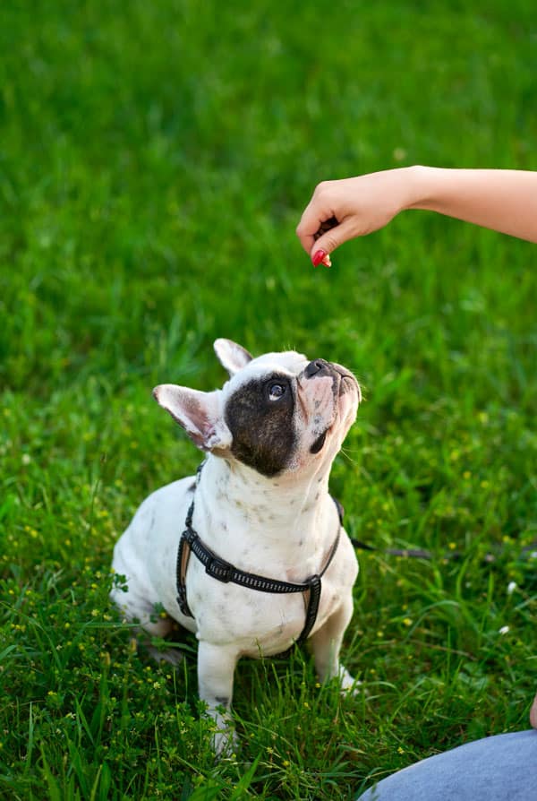 bouledogue francais blanc noir attend une friandise