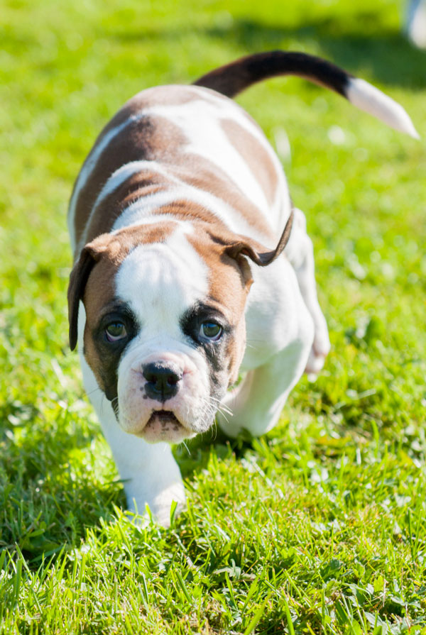 Caractéristiques physiques du Bulldog Continental