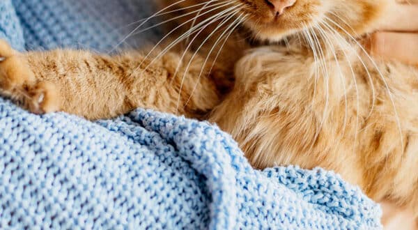 chat roux dans le bras de sa propriétaire