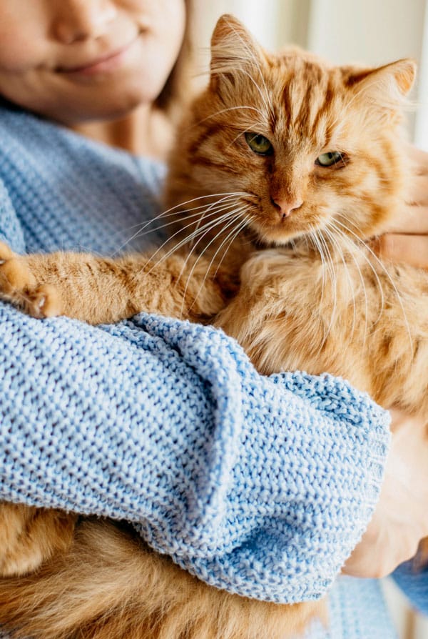 chat roux dans le bras de sa propriétaire