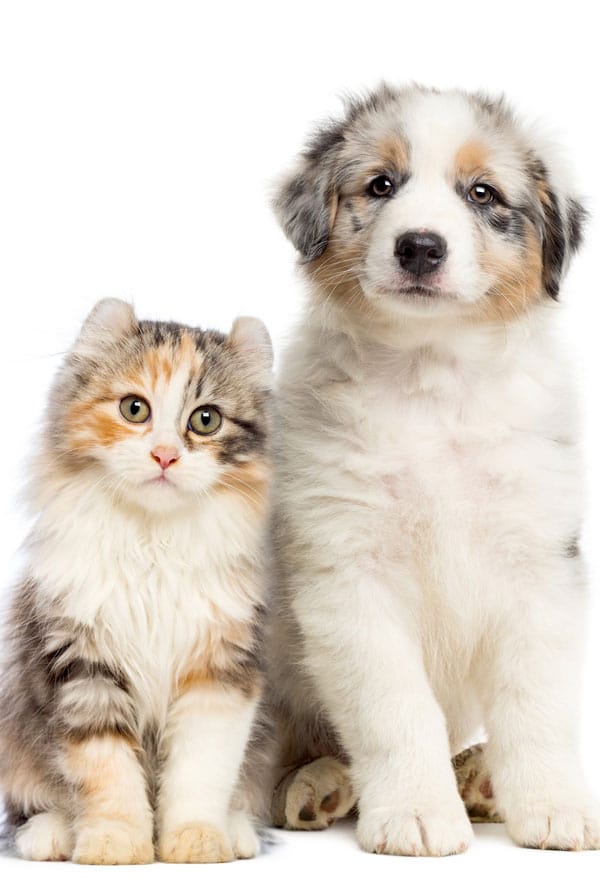 Chien et chat assurés