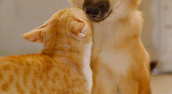 chien et chat roux