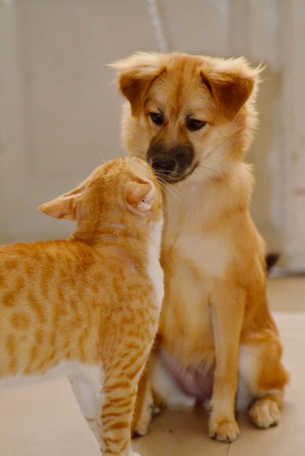 chien et chat roux