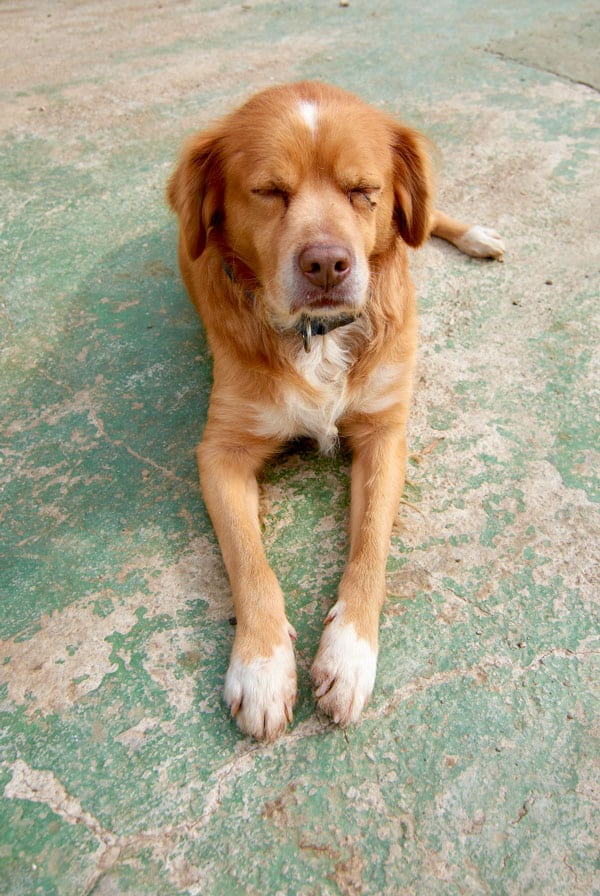 Chien qui fait un choc anaphylactique
