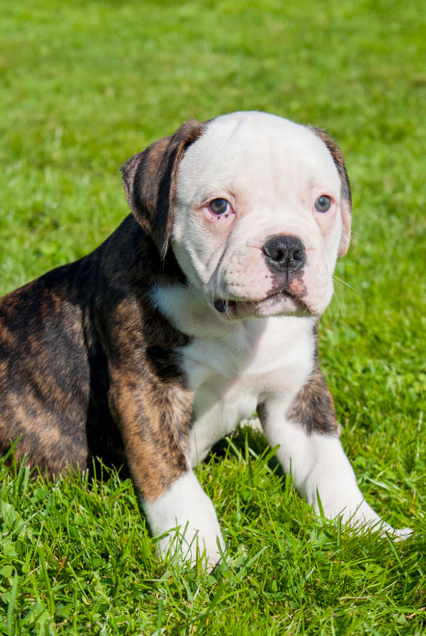 Comportement du Bulldog Continental