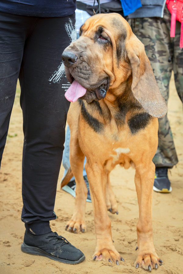 Comportement du Chien de Saint-Hubert