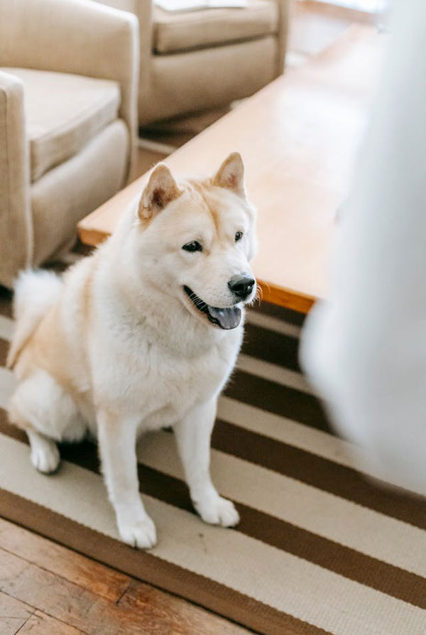Comportement du Kishu