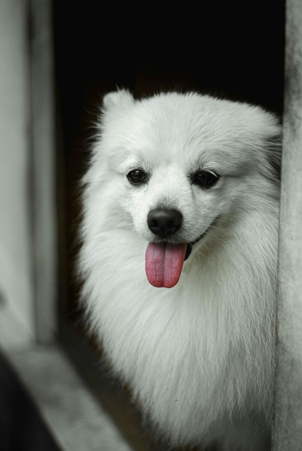 Comportement du Spitz Japonais