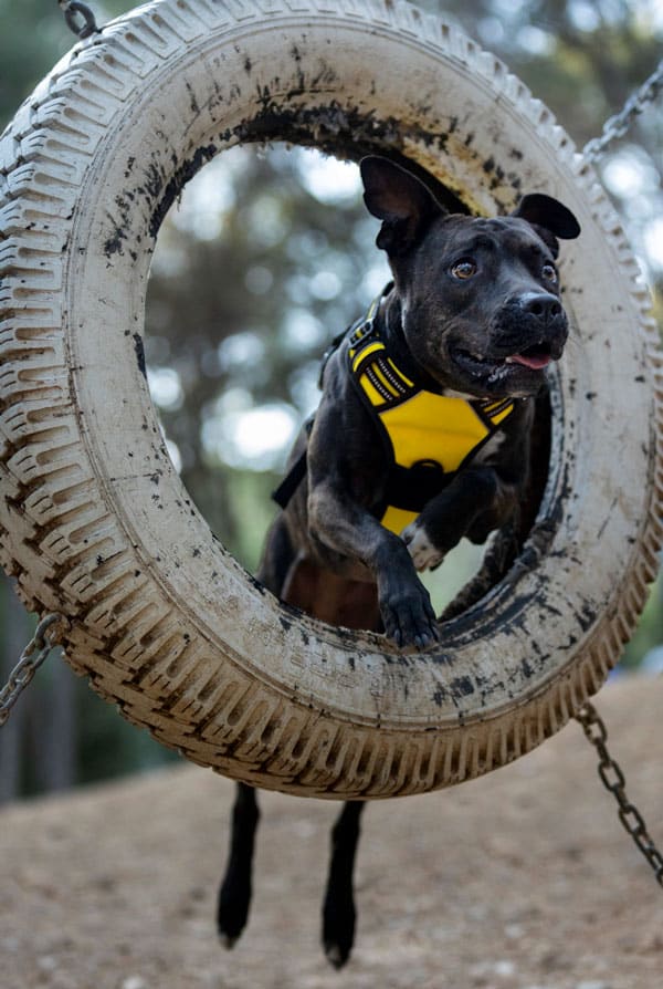 Chien avec une contracture musculaire pendant le sport