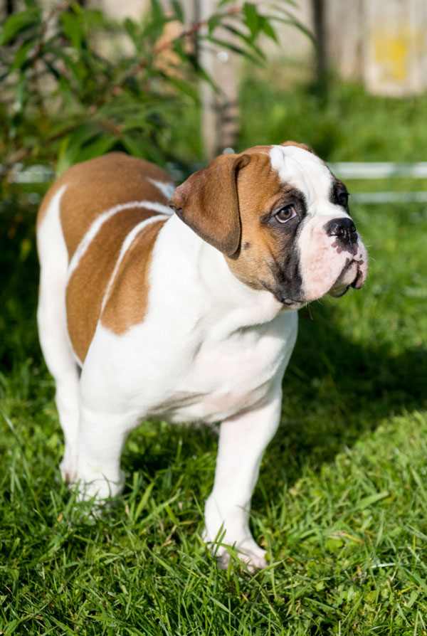 Cout d'entretien d'un Bulldog Continental