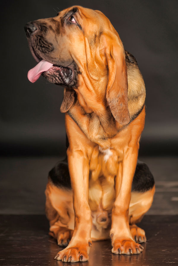 Cout d'entretien d'un Chien de Saint-Hubert