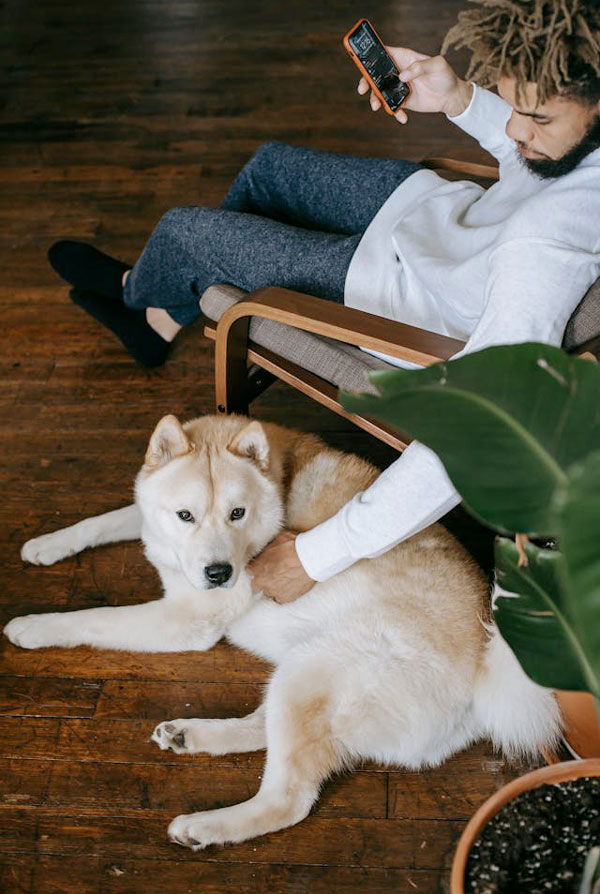 Cout d'entretien d'un Kishu
