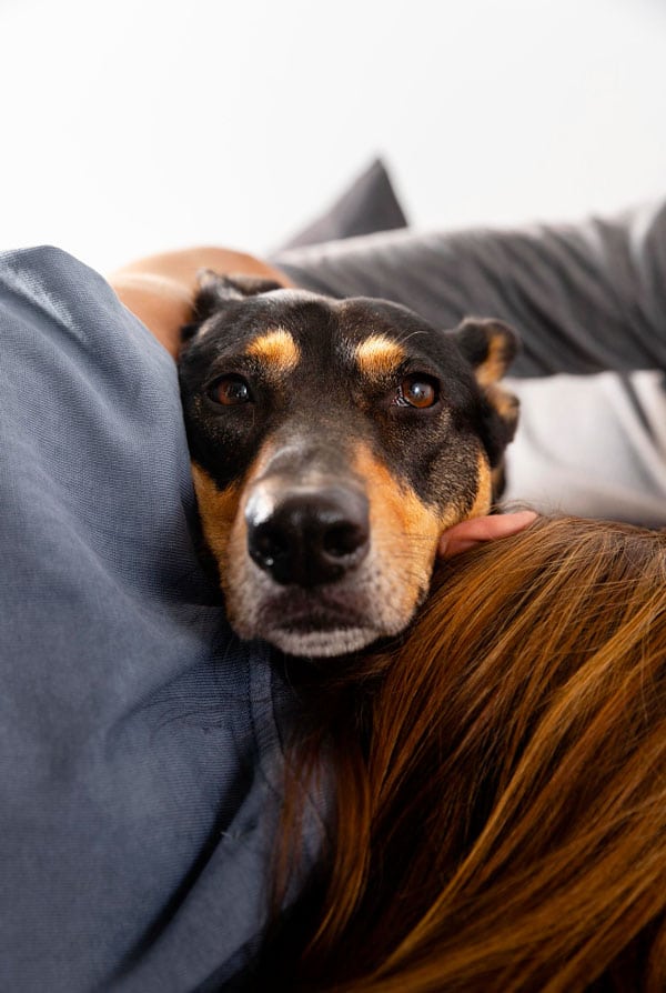 Chien fatigué sur le canapé