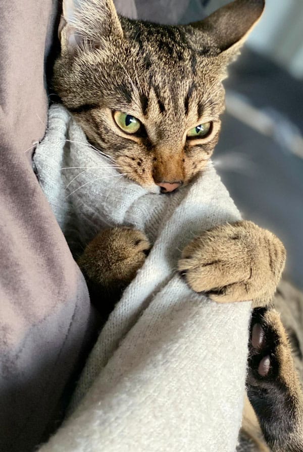 Chat en détresse respiratoire