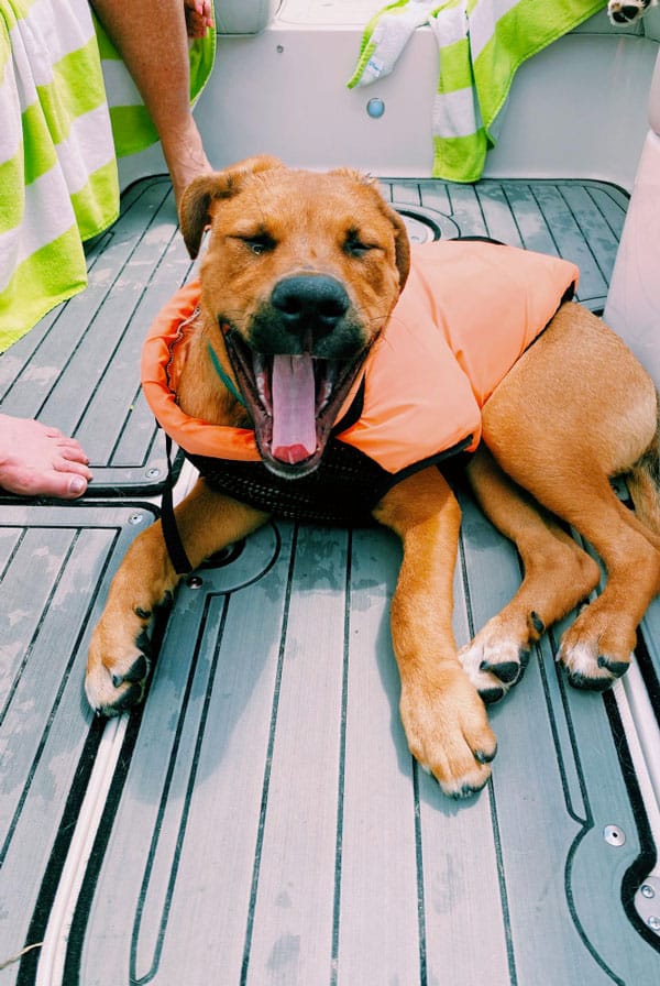 Chien en détresse respiratoire