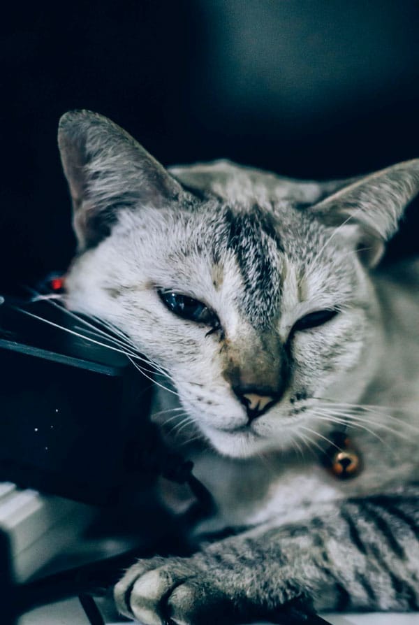 Chat avec un écoulement nasal