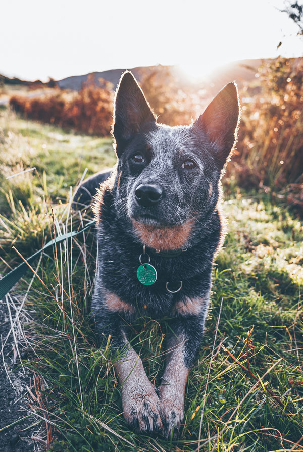 Education du chiot Bouvier Australien