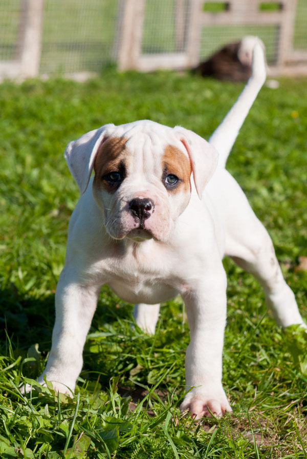 Education du chiot Bulldog Continental