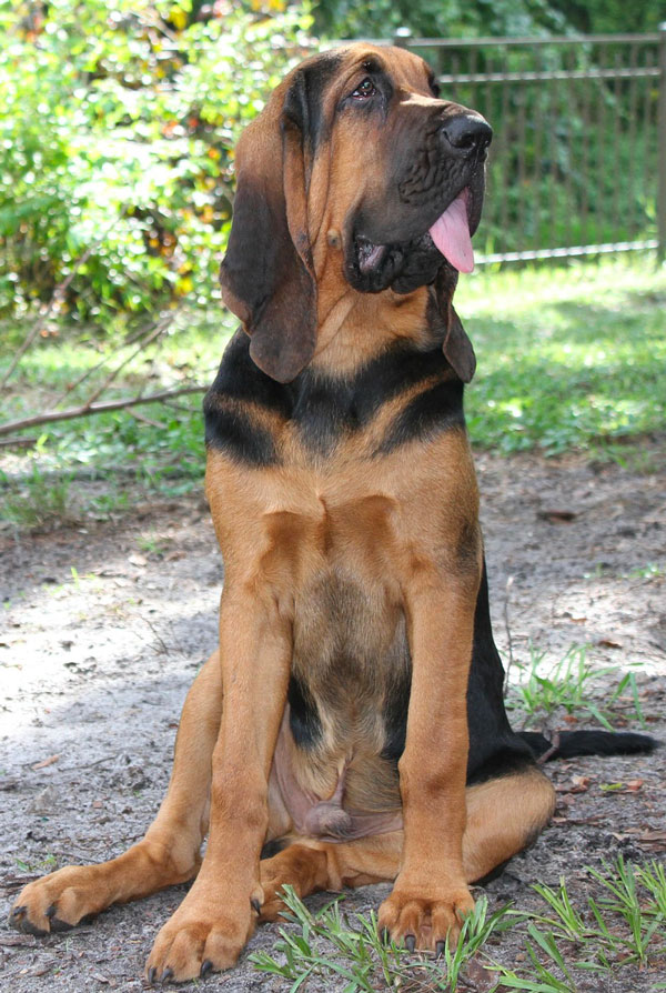 Education du chiot Chien de Saint-Hubert