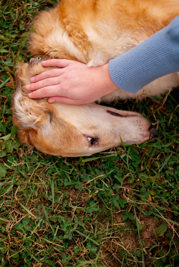 Chien malade atteint d'ehrlichiose