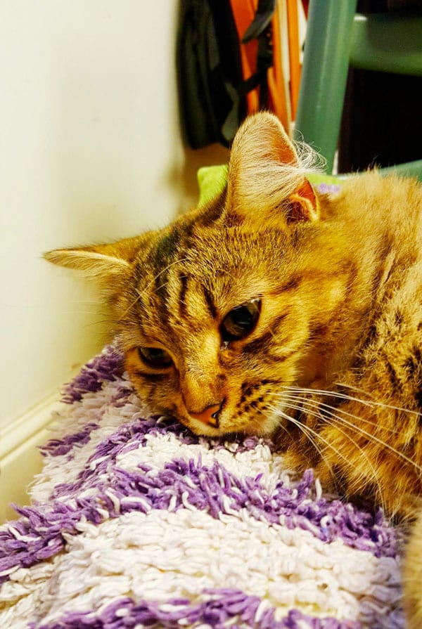 Chat fatigué à cause d'une hémorragie