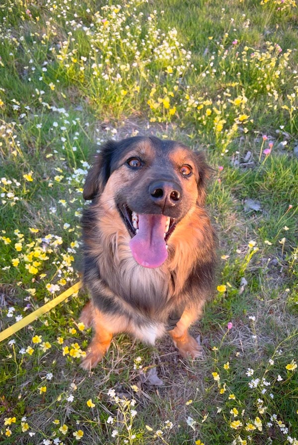 hopy-chien-heureux