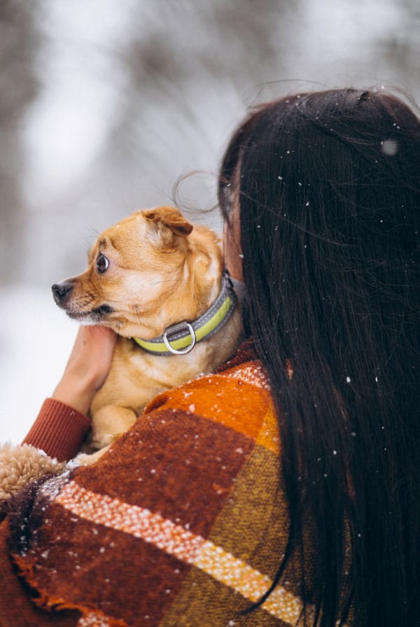 Chien en hypothermie dans le froid