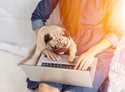 image-mise-en-avant-chien-qui-embete-sa-maitresse-qui-travaille