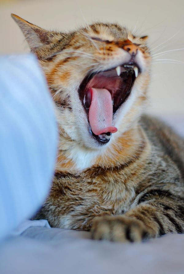 Chat souffrant d'oesophagite