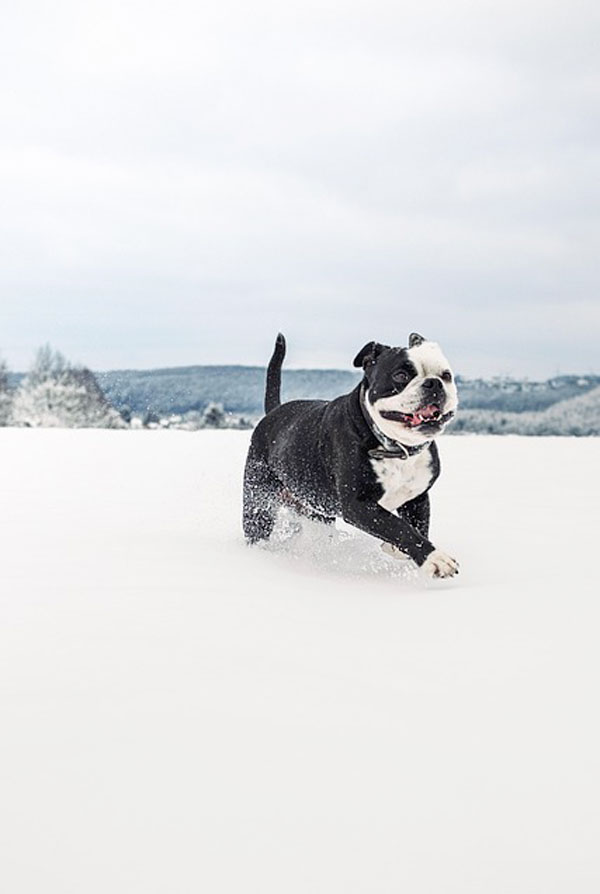 Origine du Bulldog Continental