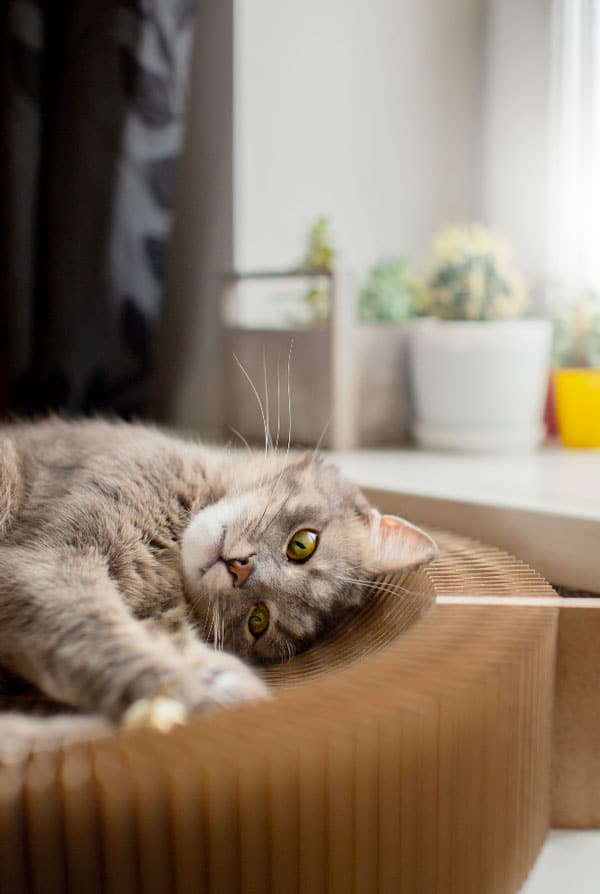 Chat ayant une perte d'appétit