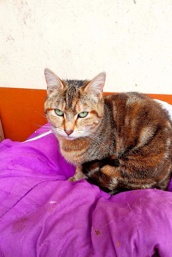 Chat fragilisé par la perte de poids