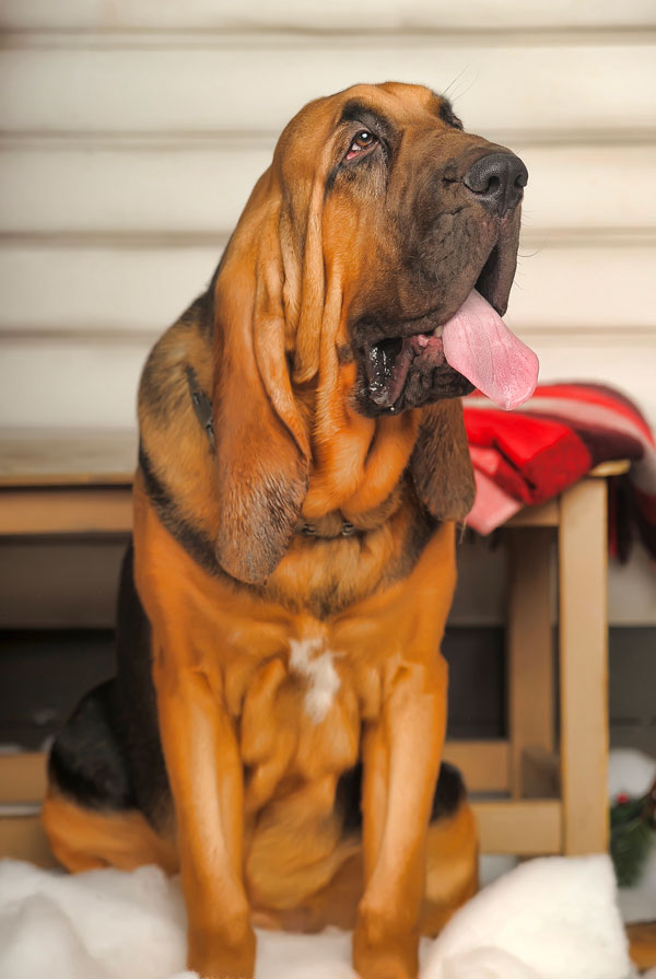 Prix d'achat Chien de Saint-Hubert