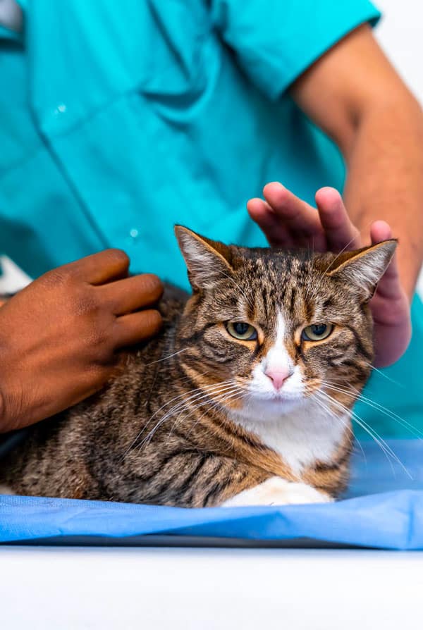Chat chez le vétérinaire pour une rupture des ligaments croisés