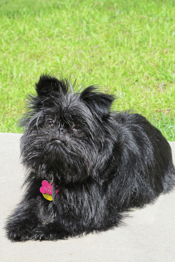 Santé du Affenpinscher