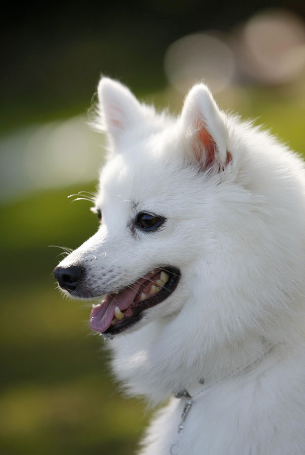 Souscrire assurance Spitz Japonais