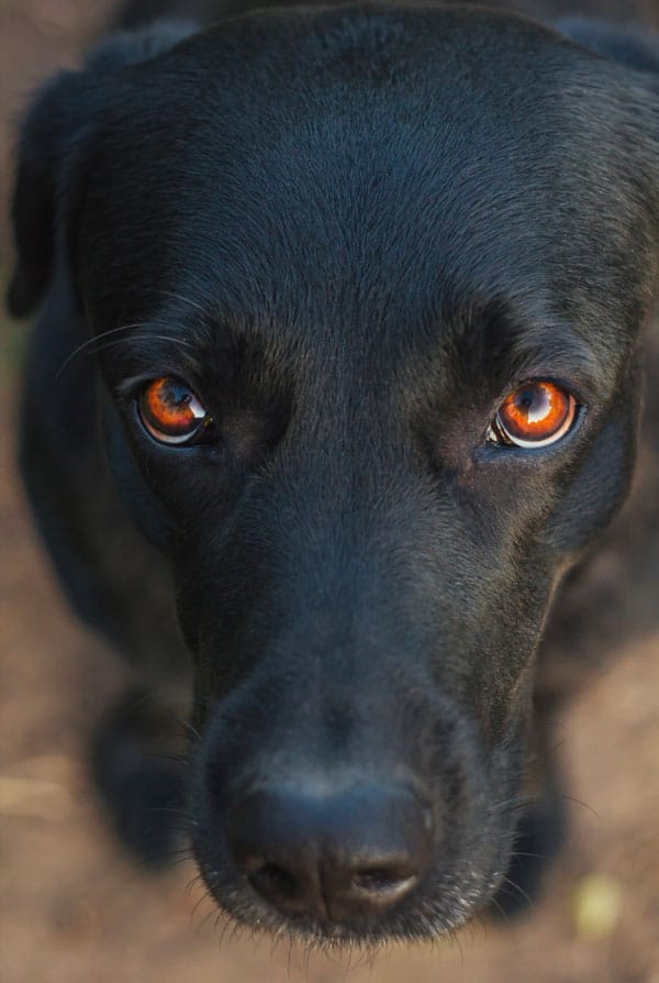 Chien atteint d'uvéite aux yeux
