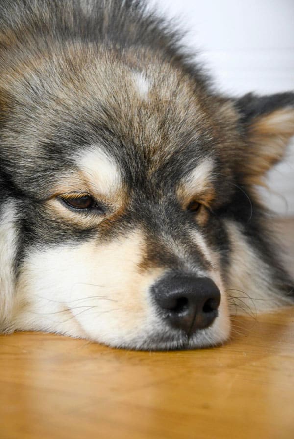 Chien ayant un adénocarcinome