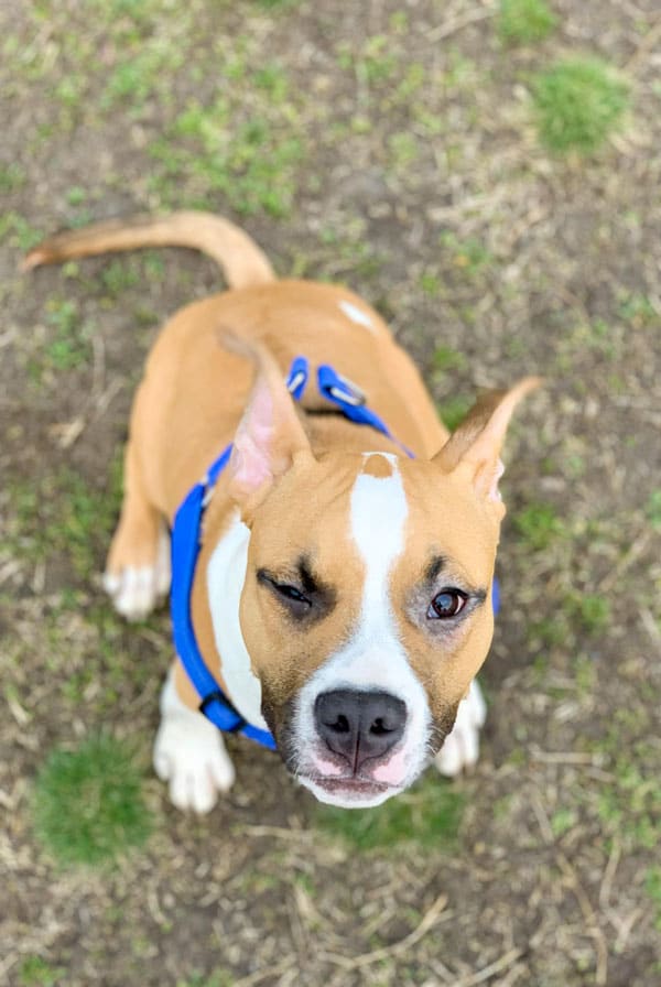 Chien avec un adénome au niveau de l'oeil