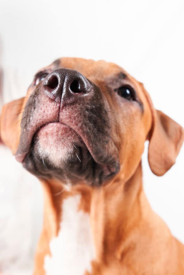 Chien ayant perdu l'odorat à cause d'une anosmie