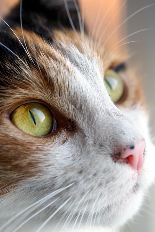 Chat avec une atrophie progressive de la rétine