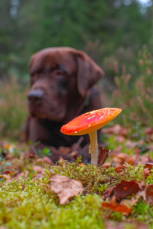 Chien a côté d'un champignon porteur de blastomycose