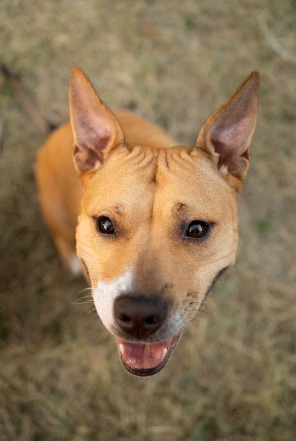 Chien souffrant d'une blépharite