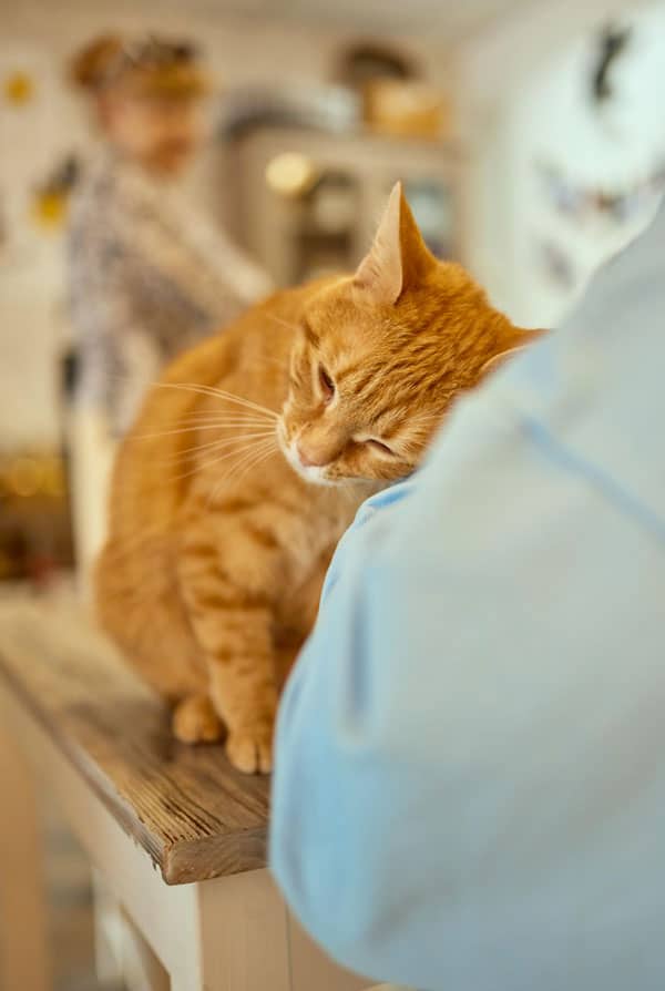 Chat ayant un cancer du foie