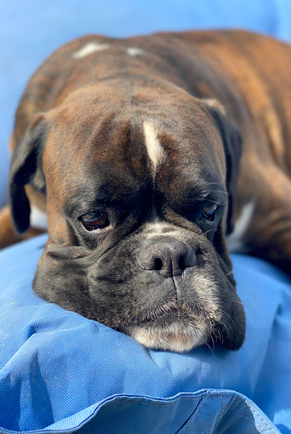 Chien ayant un cancer de l'estomac