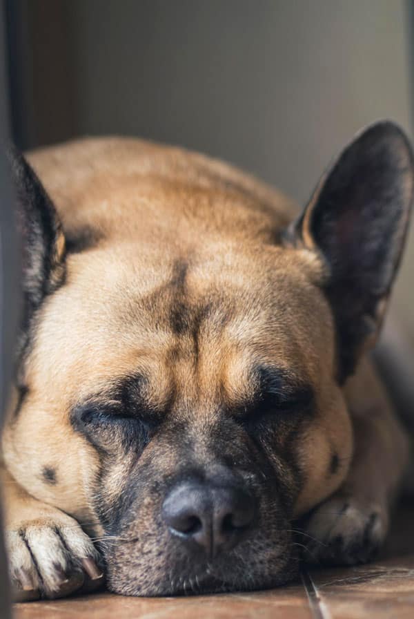 Chien ayant un cancer de l'intestin