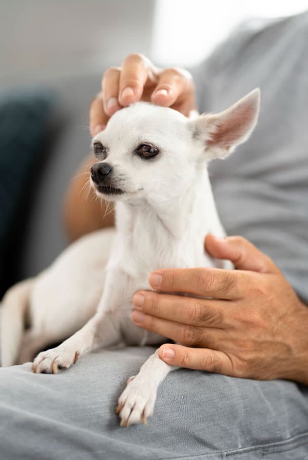 Chien ayant une candidose