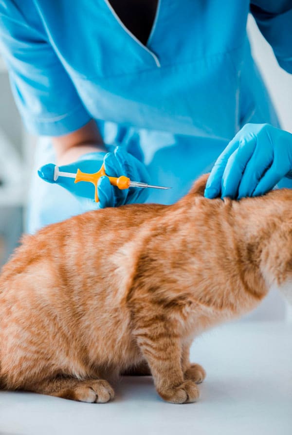 chat roux vaccin vétérinaire