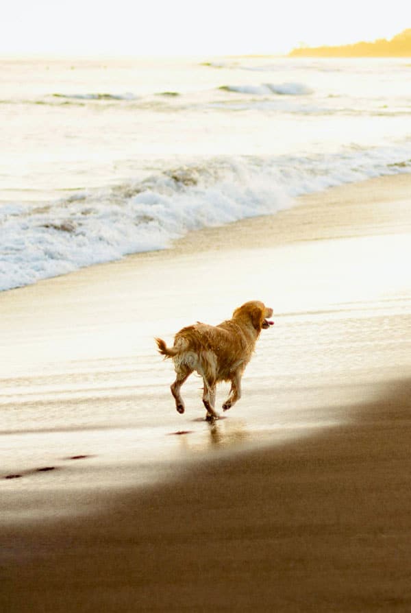 chien en balade a la mer